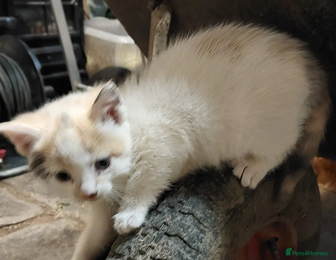 Mixed Breed cats for sale: Kittens for sale - Advert 3