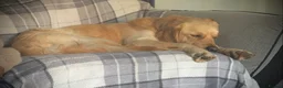 Golden Retriever dogs for stud: Beautiful KC-Reg Golden Retriever Stud (proven) - Advert 9