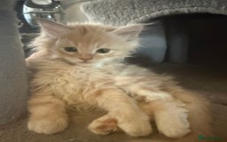 Maine Coon cats for sale: Pedigree fluffy Maine coon kittens (last3 boys) - Image 11