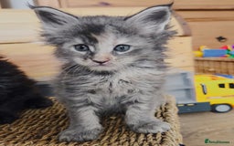 Maine Coon cats for sale: Maine coon kittens champion lines, DNA health test - Image 14