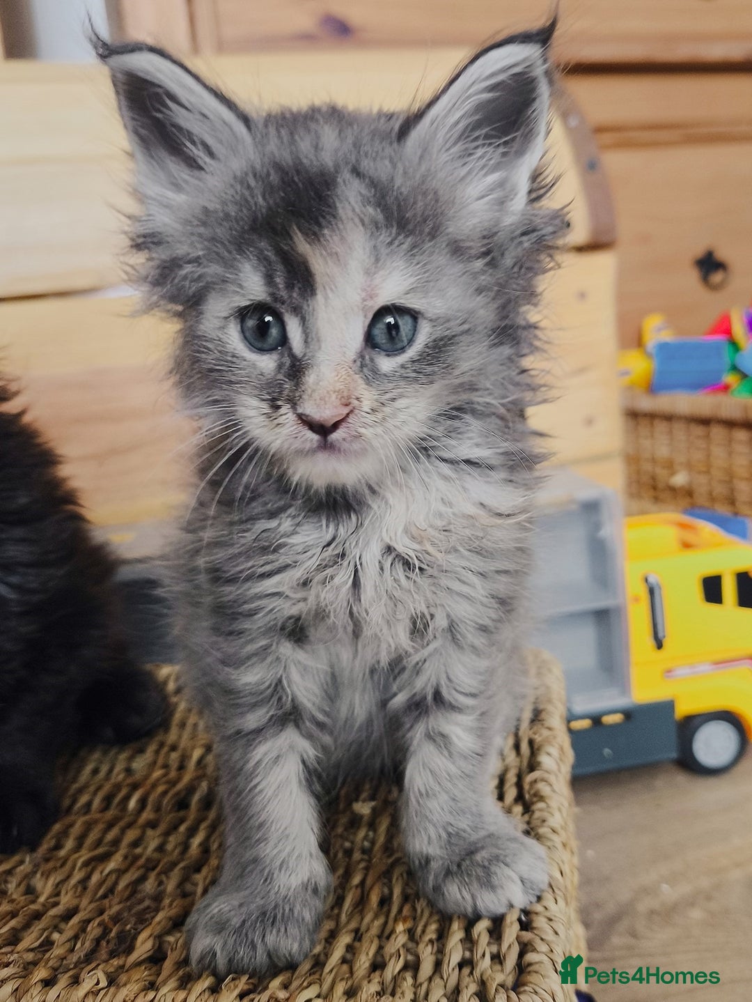 Maine Coon cats for sale: Maine coon kittens champion lines, DNA health test - Image 14