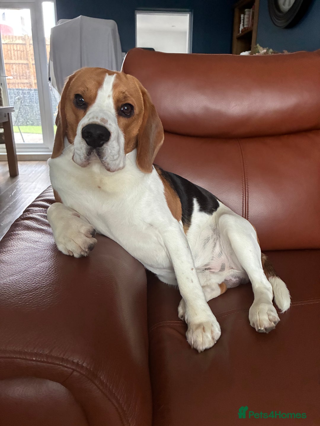 Beagle dogs for sale: Adorable & Playful - Image 2