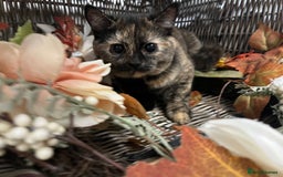 British Shorthair cats for sale: REDUCED Two tortoise shell kittens 5 month old  - Image 7