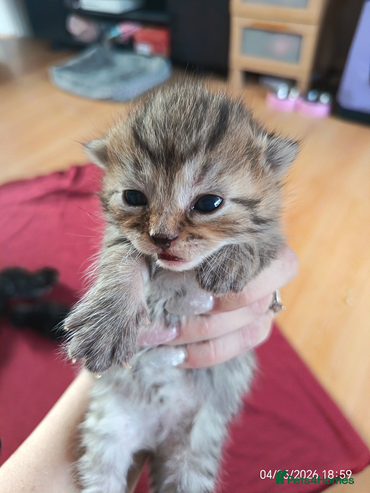 Mixed Breed cats KITTENS LOOKING FOR LOVING HOMES - Advert 11