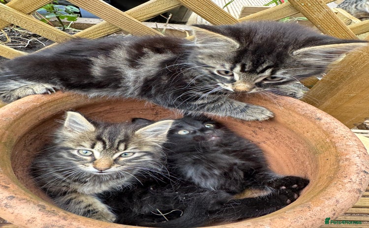 British Longhair cats - Advert 1