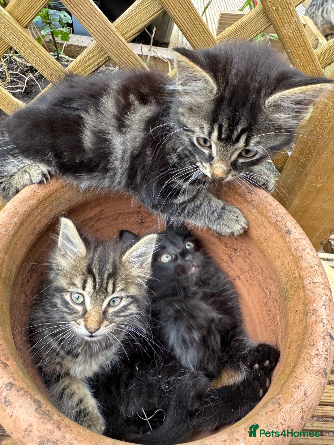 British Longhair cats for sale: 3 kittens ready for forever homes  - Image 1