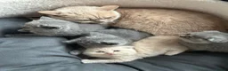 Scottish Fold cats for sale: Sweet Scottish fold girl for best family  - Advert 8