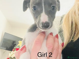 Whippet dogs Beautiful pedigree whippets - Advert 5