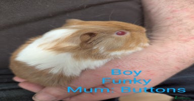 Guinea Pig rodents - Advert 10