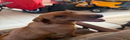 Labrador Retriever dogs for sale: Labrador puppies KC reg working in Sheffield - Advert 2