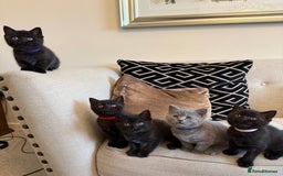 British Shorthair cats for sale: Rare black smoke British short hair kittens - Image 4