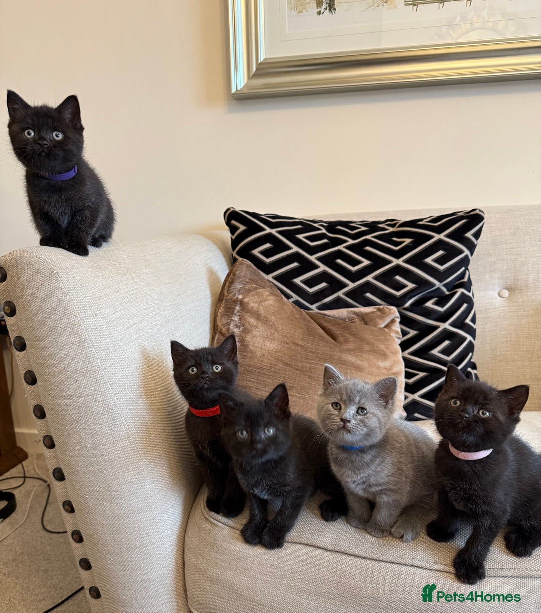 British Shorthair cats for sale: Rare black smoke British short hair kittens - Image 4