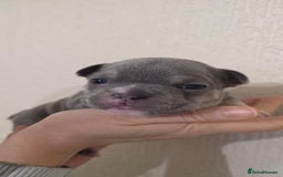 French Bulldog dogs for sale: Beautiful litter of French Bulldogs - Advert 19