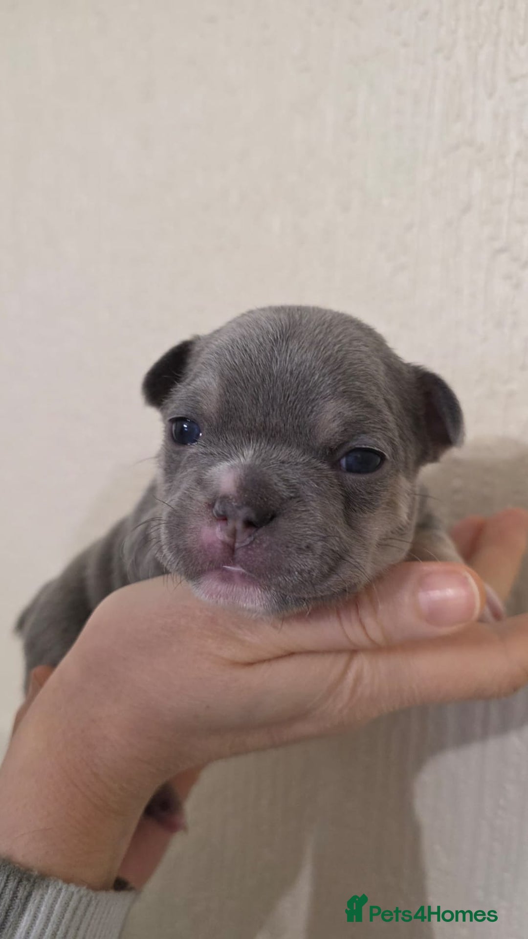 French Bulldog dogs for sale: Beautiful litter of French Bulldogs - Advert 19