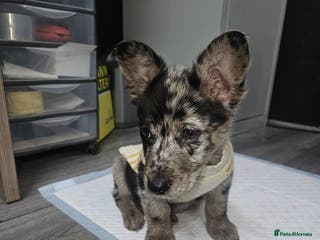 Mixed Breed dogs Our beautiful boy Patch in Ashford - Advert 6