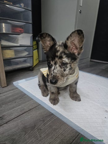 Mixed Breed dogs Our beautiful boy Patch in Ashford - Advert 16