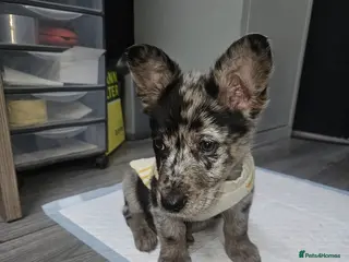 Mixed Breed dogs Our beautiful boy Patch in Ashford - Advert 11