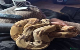 Boa Snake reptiles for sale: 2x Hypo Boas with setups - Image 4