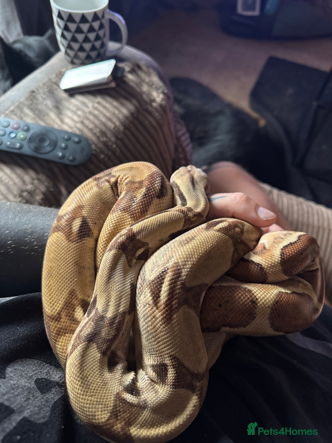 Boa Snake reptiles for sale: 2x Hypo Boas with setups - Image 4