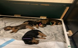 Lakeland Terrier dogs for sale: Lakeland Terrier pups - working style black & tan! - Image 15