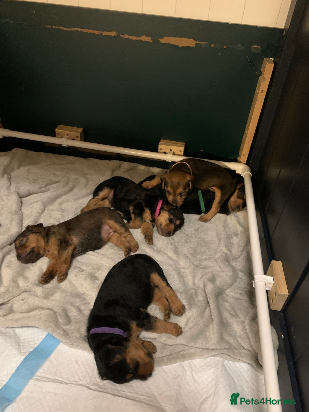 Lakeland Terrier dogs for sale: Lakeland Terrier pups - working style black & tan! - Image 15