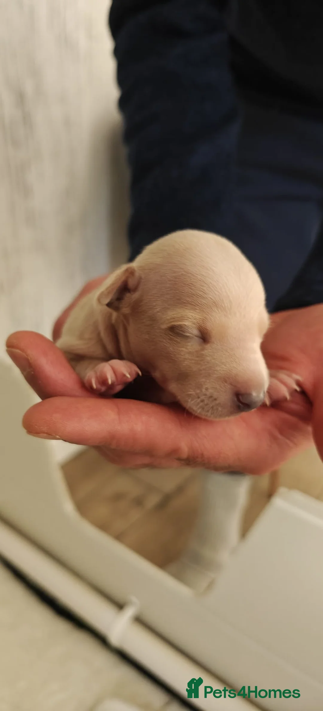 Italian Greyhound dogs for sale: KC Registered - European Lineage - Health Tested  - Advert 2