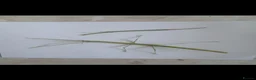 Stick Insects invertebrates for sale: Indian stick insects for sale  - Advert 2