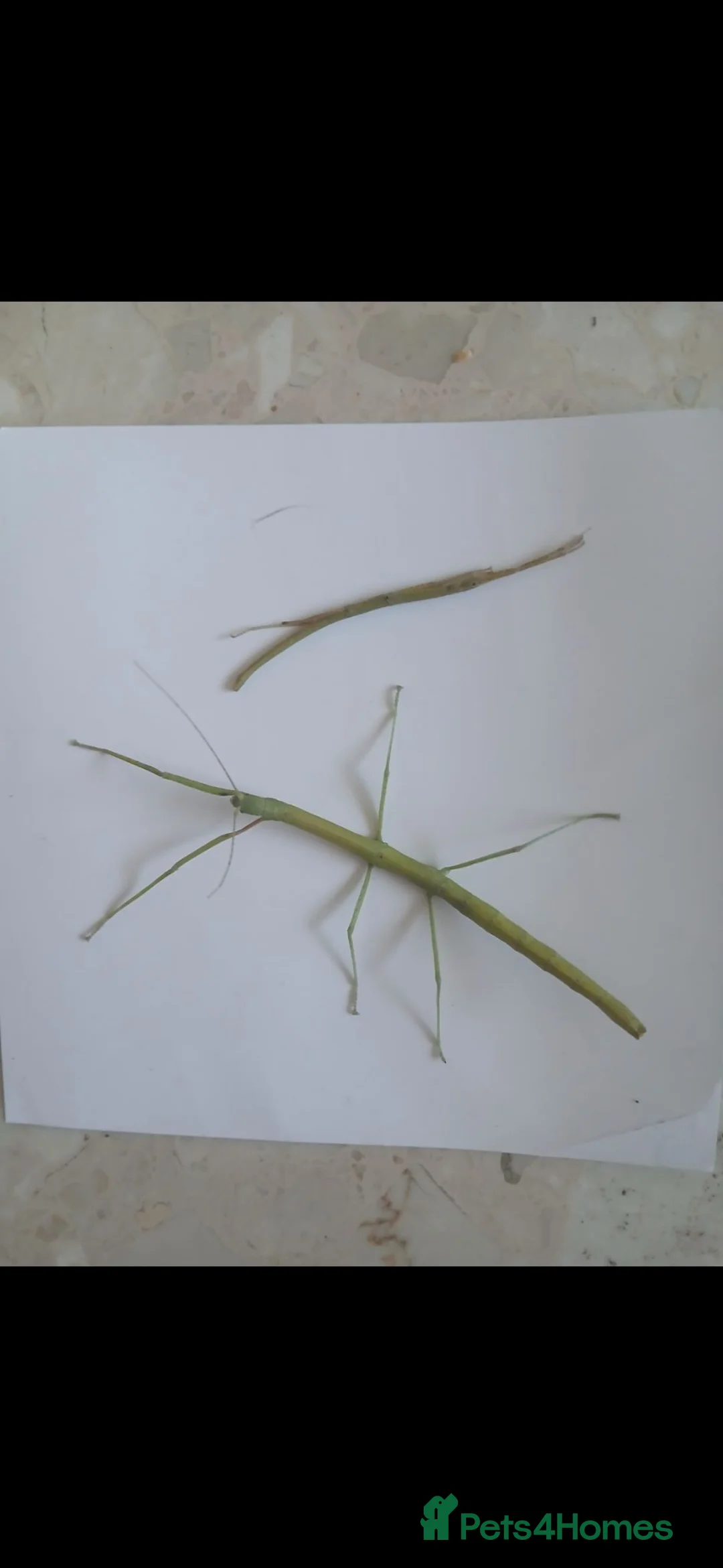 Stick Insects invertebrates for sale: Indian stick insects for sale  - Advert 2