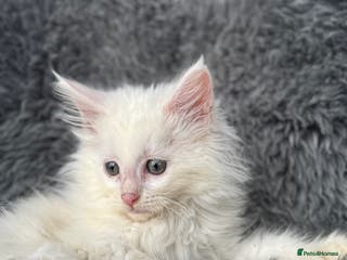 Maine Coon cats White POLYDACTYL Maine Coon Kitten 🩷 - Advert 3