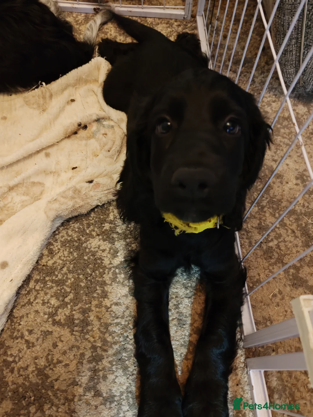 Cockapoo dogs for sale: Puppies  - Advert 2
