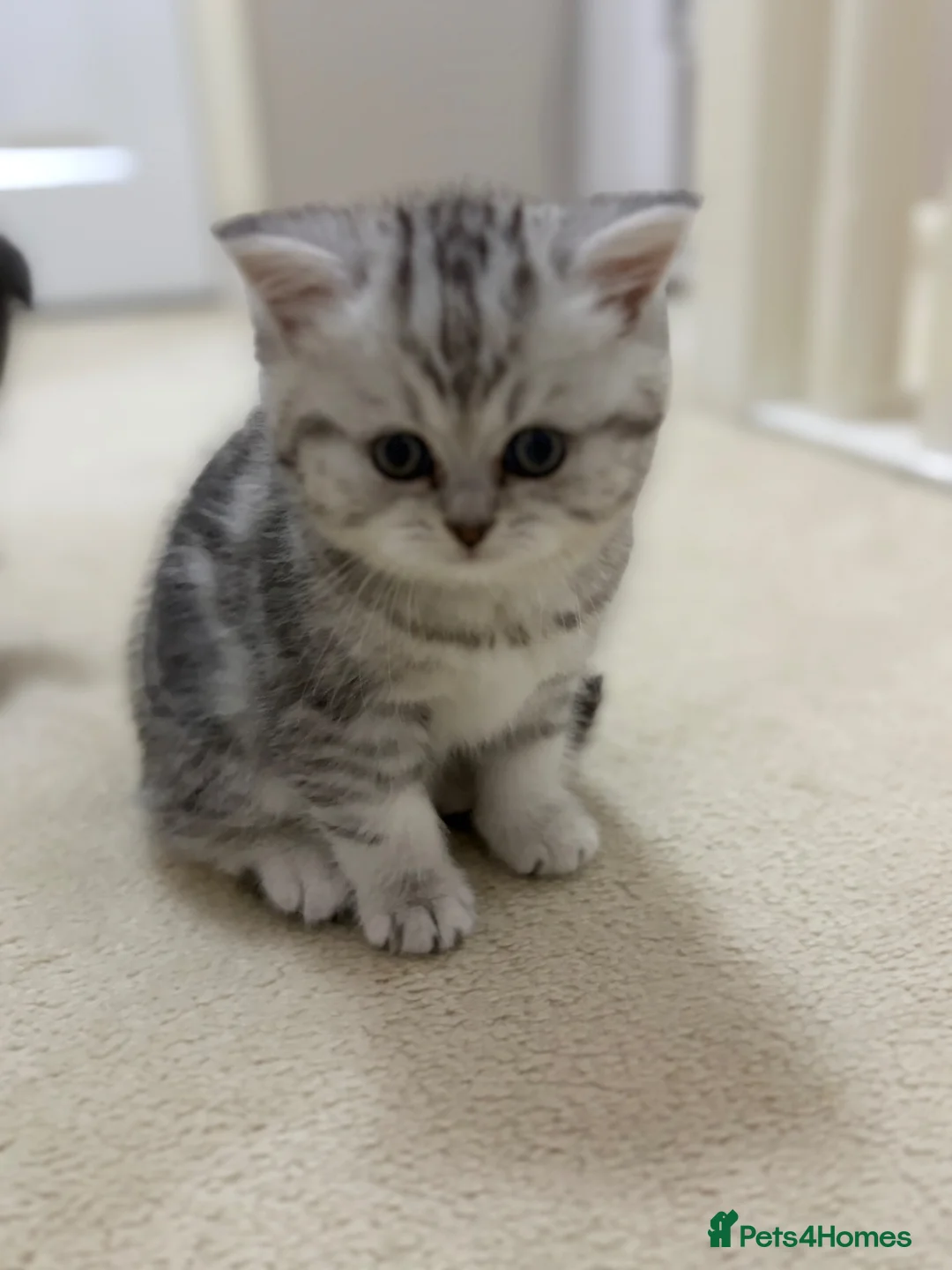 Persian cats for sale: British Persians  - Advert 15
