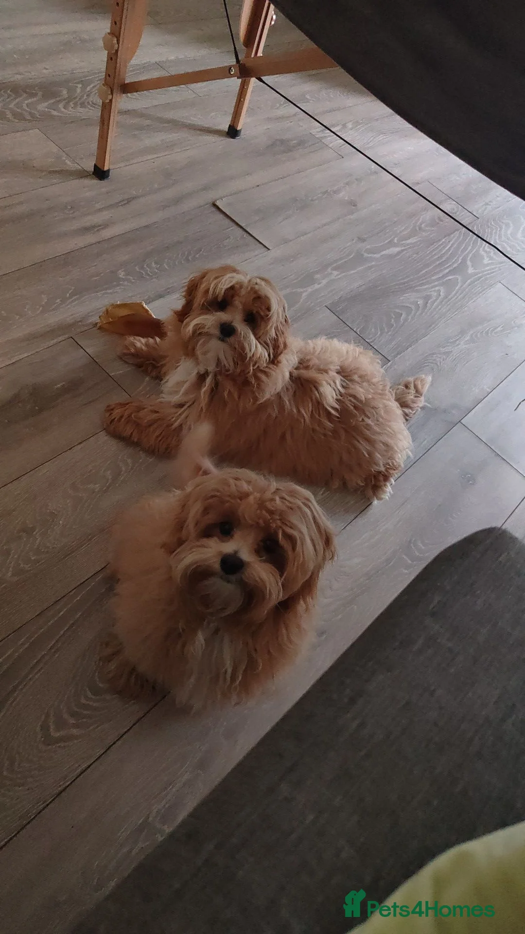 Maltipoo dogs for sale: F1 Asian Maltipoo puppies  - Advert 1