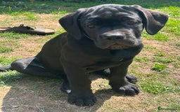 Cane Corso dogs for sale: Full Cane Corso, 1 Black Male remaining  in Newark - Image 7
