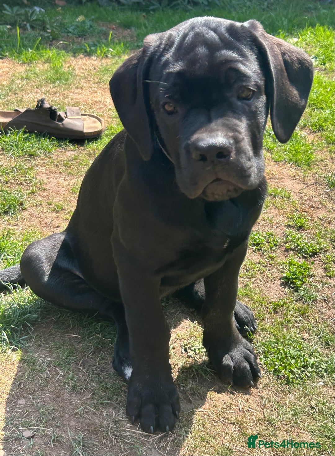 Cane Corso dogs for sale: Full Cane Corso, 1 Black Male remaining  in Newark - Image 7