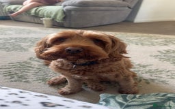 Cockapoo dogs for sale: F2 cockapoo puppies 4 boys 2 girls  - Advert 4