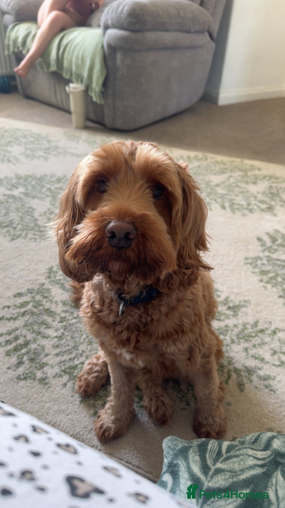 Cockapoo dogs for sale: F2 cockapoo puppies 4 boys 2 girls  - Advert 4