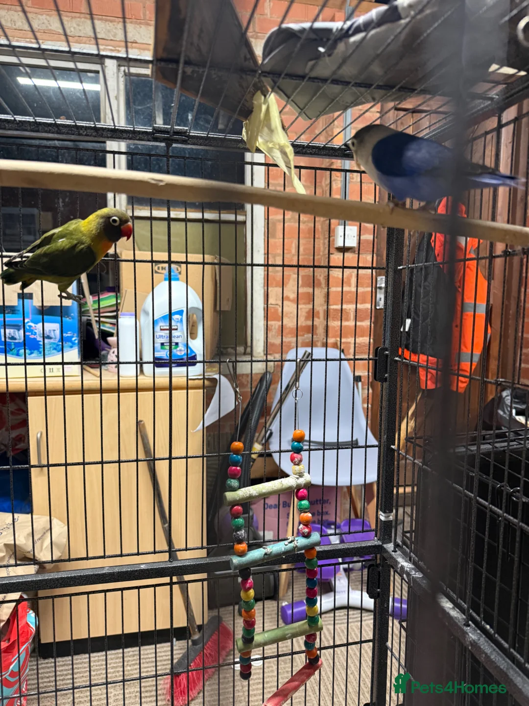 Lovebirds birds for sale: 2 pairs Lovebirds - Advert 2