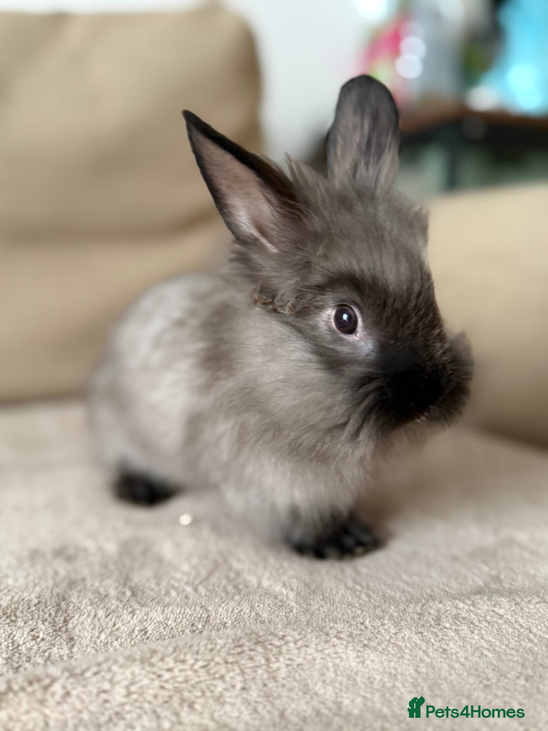 Lionhead rabbits for sale: Lionhead bunnies  - Image 2