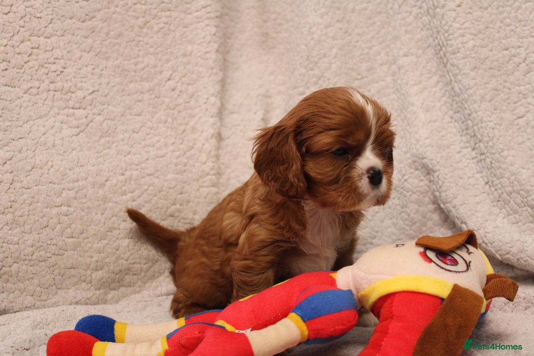 Cavalier King Charles Spaniel dogs for sale: Beautiful Cavalier king charles spaniel puppies - Image 6