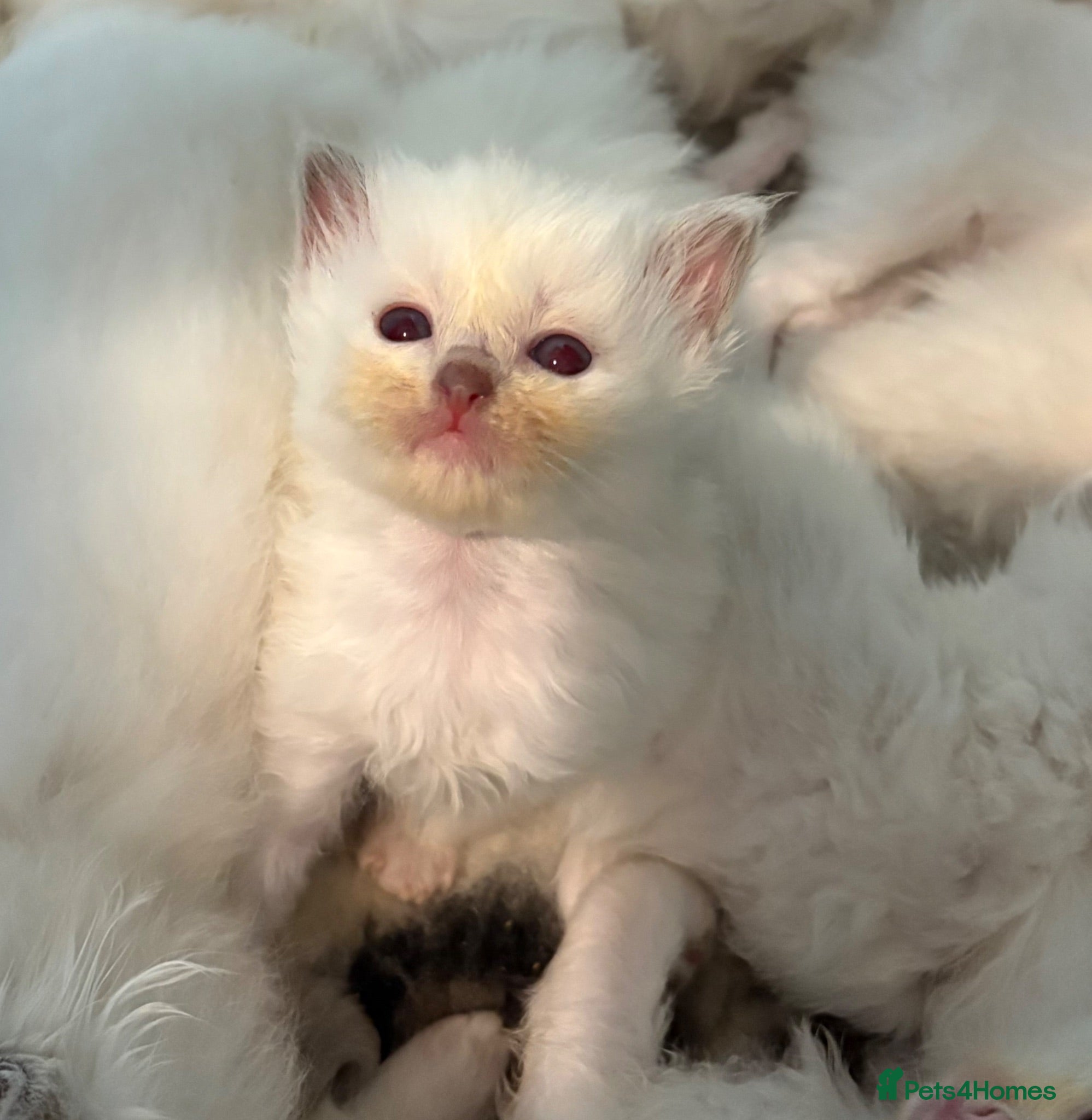 Ragdoll cats Beautiful ragdolls  - Advert 3