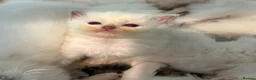 Ragdoll cats for sale: Beautiful ragdolls  - Advert 1