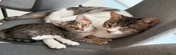 Mixed Breed cats for adoption: Muji & Sol - Affectionate & Chatty indoors pair - Advert 2