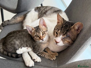 Mixed Breed cats - Advert 5