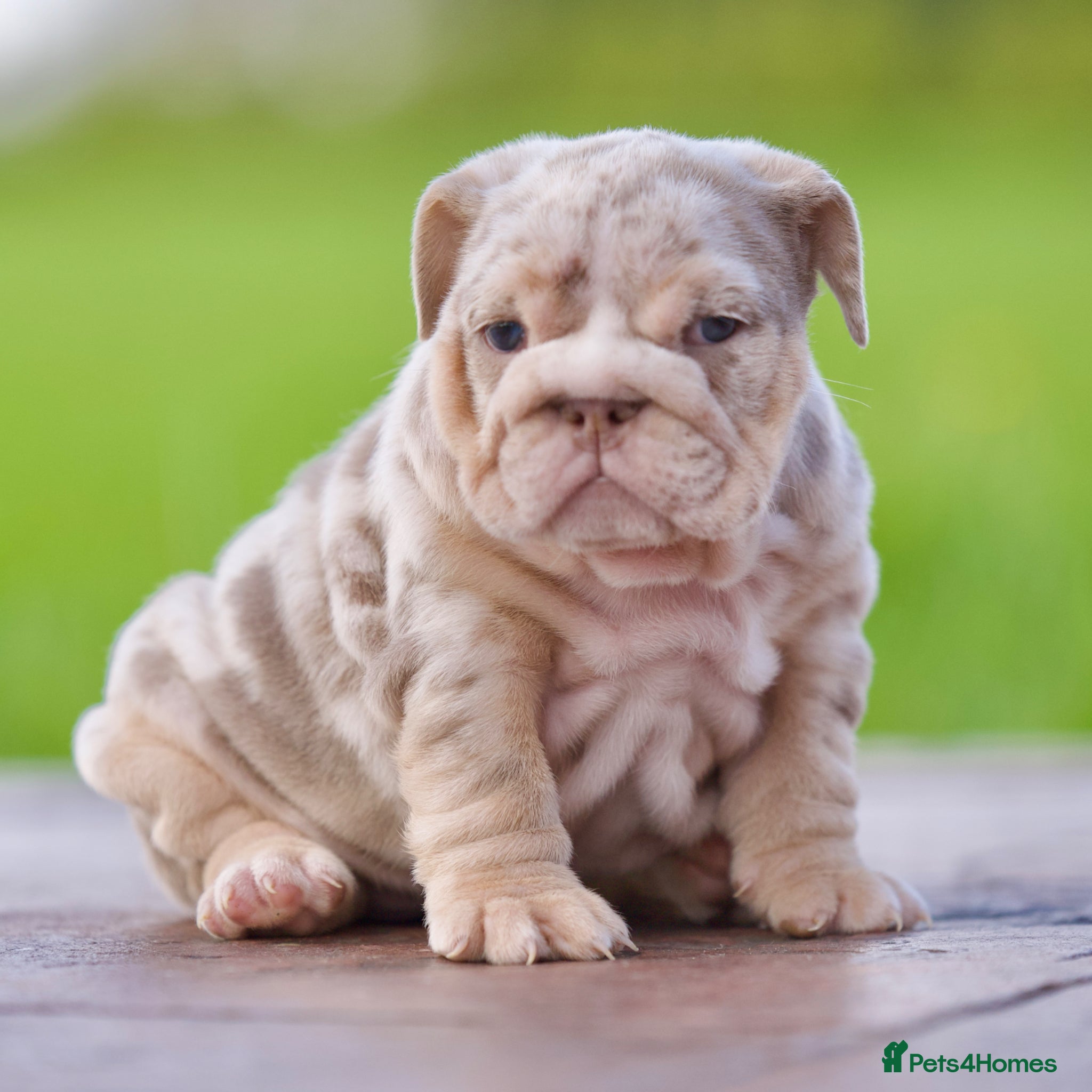 English Bulldog dogs ***EPIC BULLYZ PUPPIES*** - Advert 2