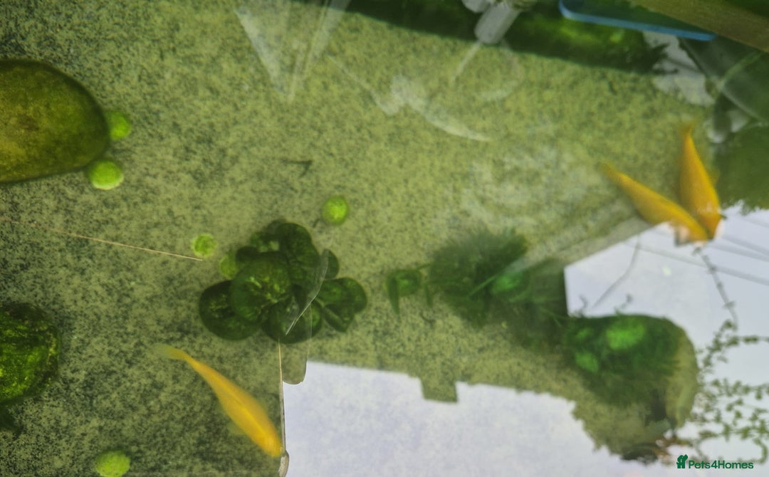 Koi Carp fish for sale: Koi 5 fish  - Advert 2