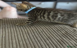 Bengal cats for sale: **1 Female remaining** Bengal cross kittens  in Petworth - Image 13