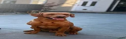 Labrador Retriever dogs for sale: Red fox labrador puppy's  - Advert 8