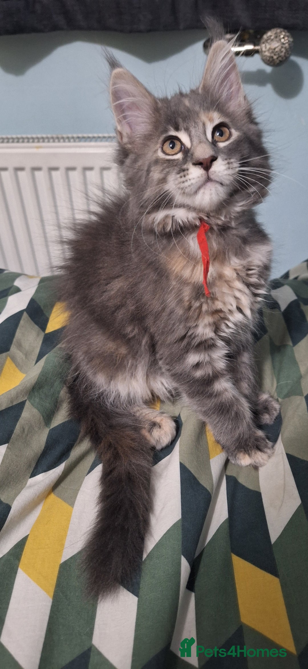 Maine Coon cats for sale: 😻 Ready Now 😻 Fluff Playful Maine Coon Kittens😻 - Advert 11