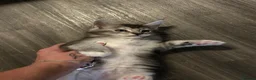 Maine Coon cats for sale: Maine coon stunning silver/blue shaded  - Advert 3