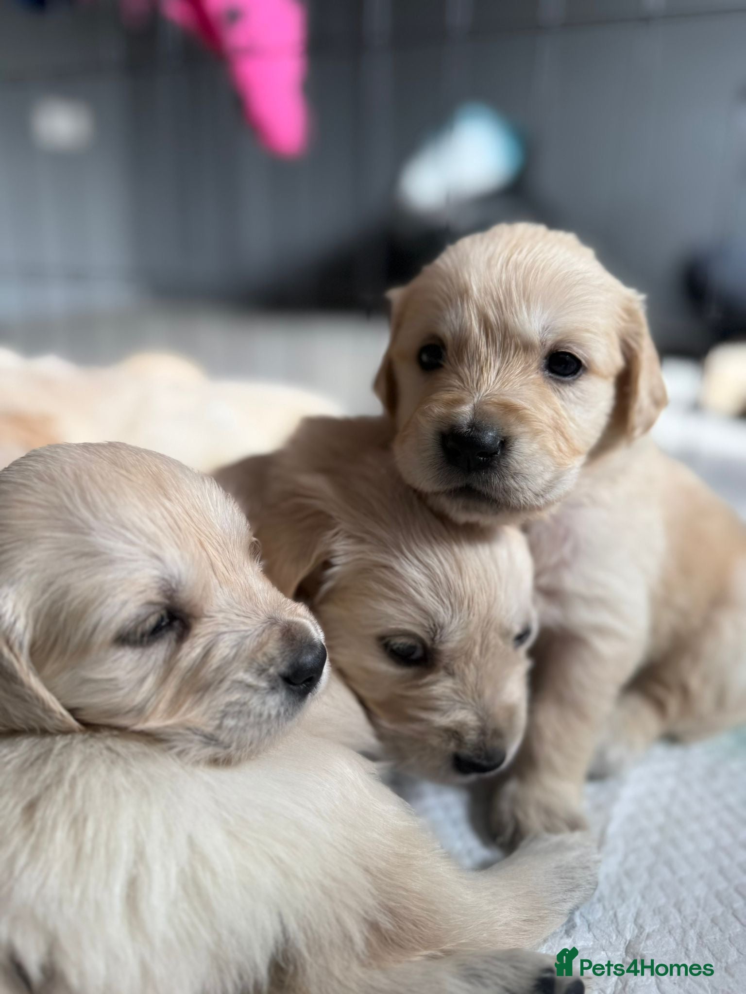 Golden Retriever dogs Stunning Litter of Golden Retriever Puppies 🤍 - Advert 3
